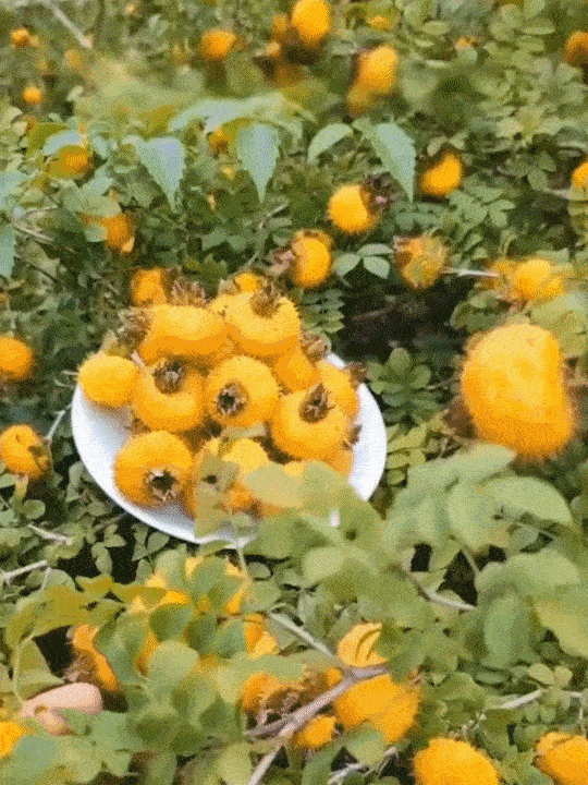 1711038658894401.gif